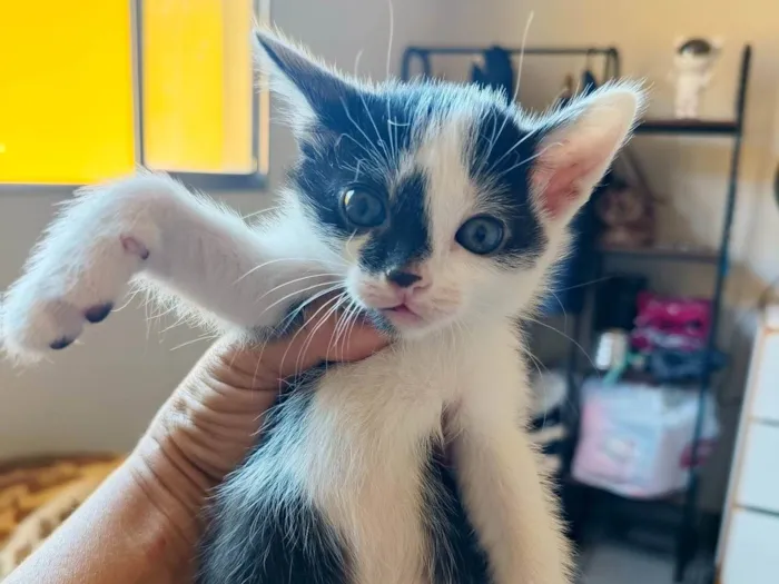 Gato ra a SRD-ViraLata idade Abaixo de 2 meses nome Tom