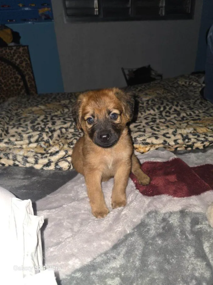Cachorro ra a SRD-ViraLata idade Abaixo de 2 meses nome Falar com José - Whats 11 93250-4338