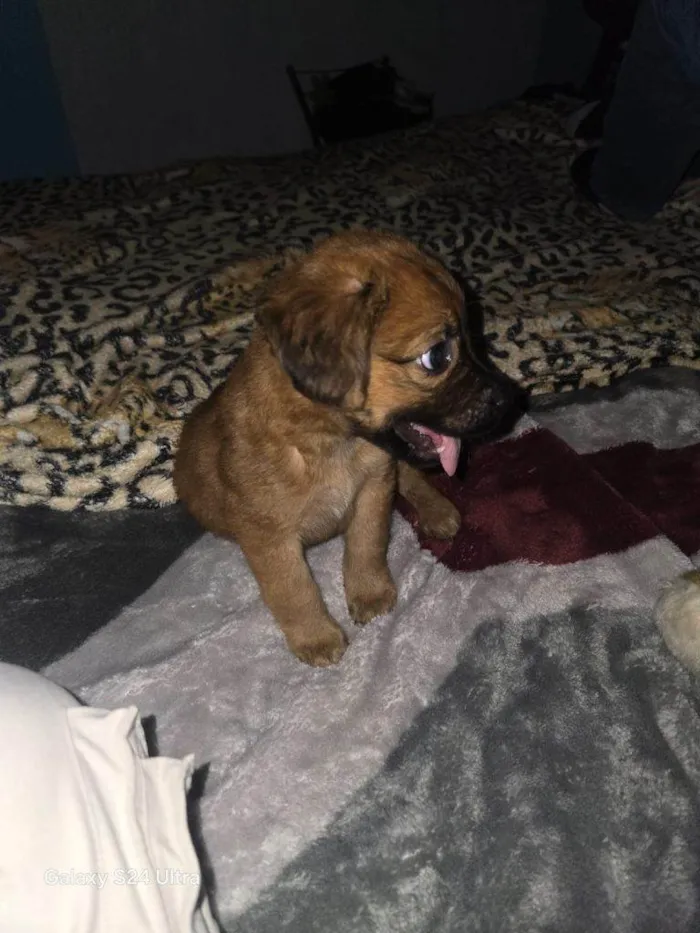 Cachorro ra a SRD-ViraLata idade Abaixo de 2 meses nome Falar com José - Whats 11 93250-4338