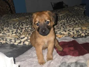 Cachorro raça SRD-ViraLata idade Abaixo de 2 meses nome Falar com José - Whats 11 93250-4338