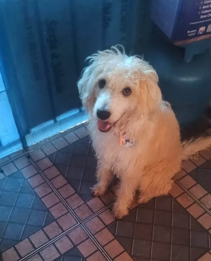 Cachorro ra a SRD-ViraLata idade 2 a 6 meses nome Falar com Jessica - Whats 11 99011-2106