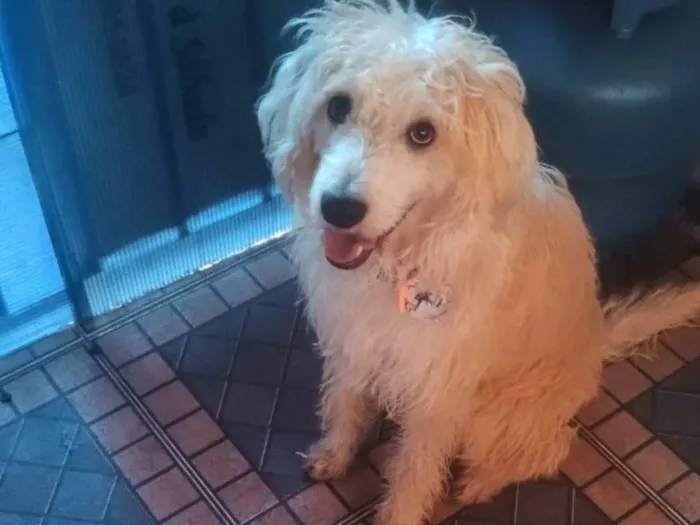Cachorro ra a SRD-ViraLata idade 2 a 6 meses nome Falar com Jessica - Whats 11 99011-2106