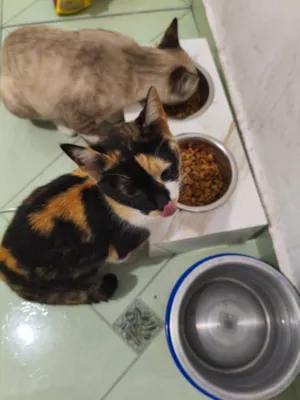 Gato raça SRD-ViraLata idade 2 a 6 meses nome Falar com Margarida - Whats 11 99715-8561