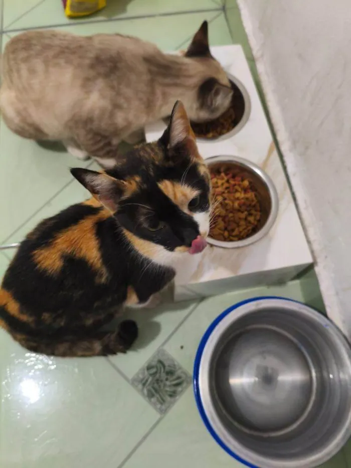 Gato ra a SRD-ViraLata idade 2 a 6 meses nome Falar com Margarida - Whats 11 99715-8561