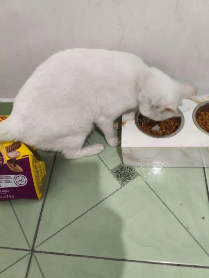 Gato ra a SRD-ViraLata idade 2 a 6 meses nome Falar com Margarida - Whats 11 99715-8561