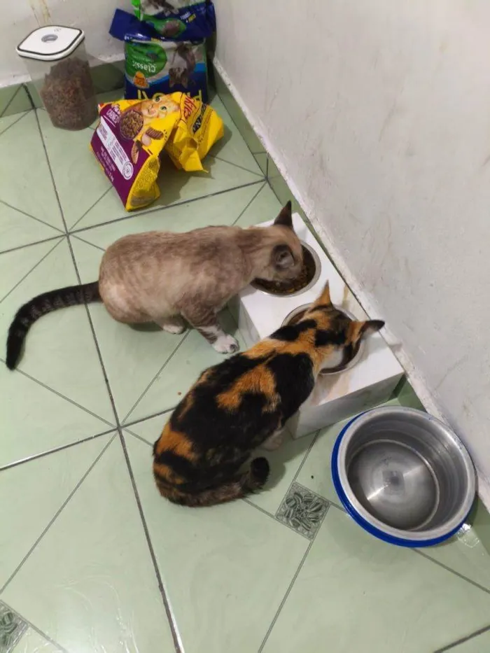 Gato ra a SRD-ViraLata idade 2 a 6 meses nome Falar com Margarida - Whats 11 99715-8561
