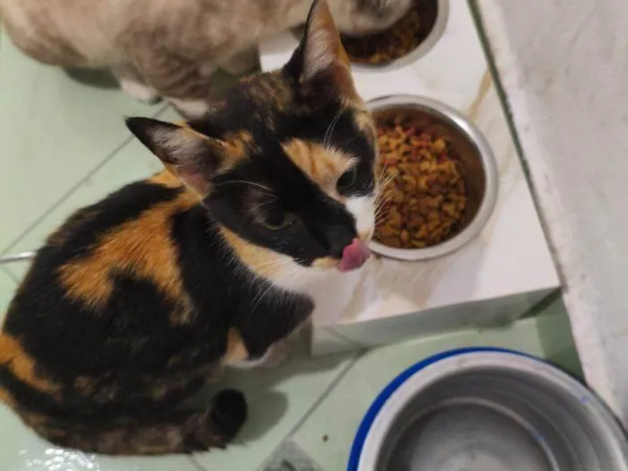 Gato ra a SRD-ViraLata idade 2 a 6 meses nome Falar com Margarida - Whats 11 99715-8561