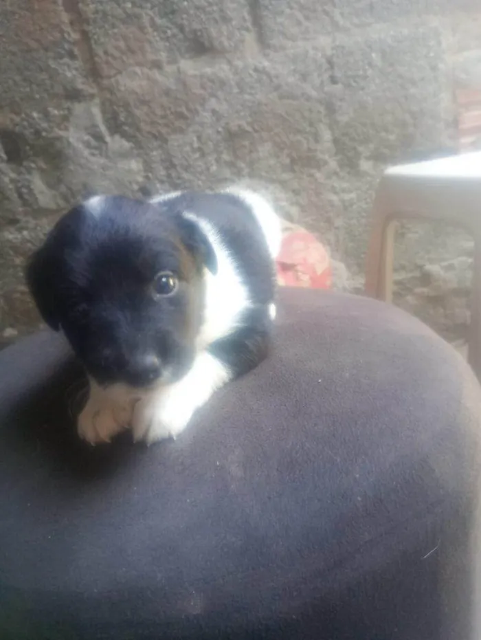 Cachorro ra a SRD-ViraLata idade Abaixo de 2 meses nome Falar com Gabriel - Whats 11 93429-1518