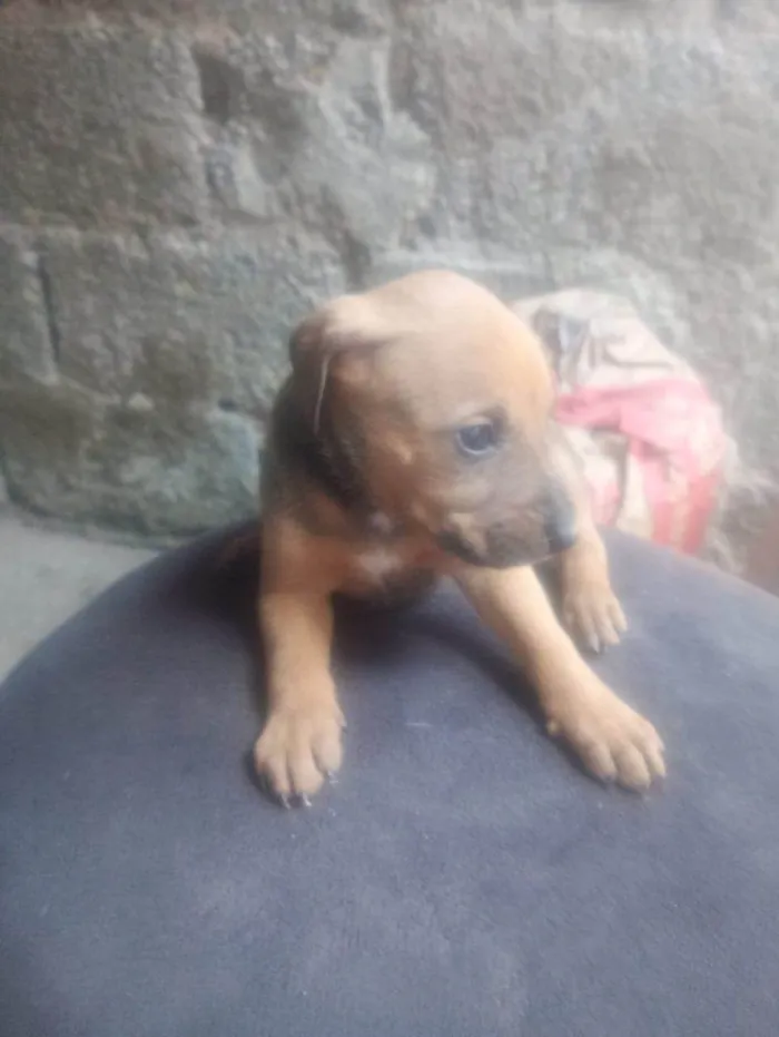 Cachorro ra a SRD-ViraLata idade Abaixo de 2 meses nome Falar com Gabriel - Whats 11 93429-1518