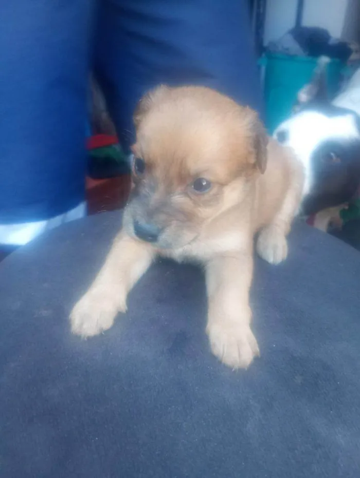 Cachorro ra a SRD-ViraLata idade Abaixo de 2 meses nome Falar com Gabriel - Whats 11 93429-1518