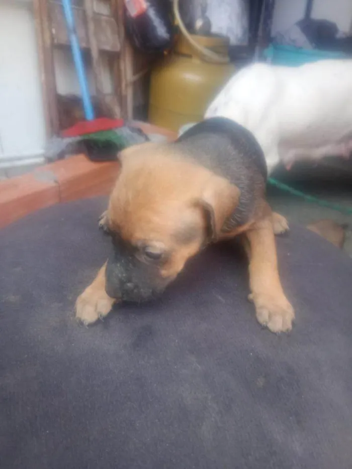 Cachorro ra a SRD-ViraLata idade Abaixo de 2 meses nome Falar com Gabriel - Whats 11 93429-1518