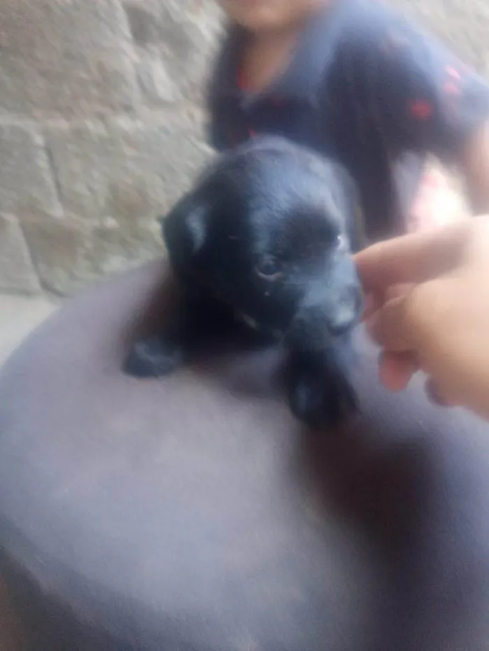 Cachorro ra a SRD-ViraLata idade Abaixo de 2 meses nome Falar com Gabriel - Whats 11 93429-1518