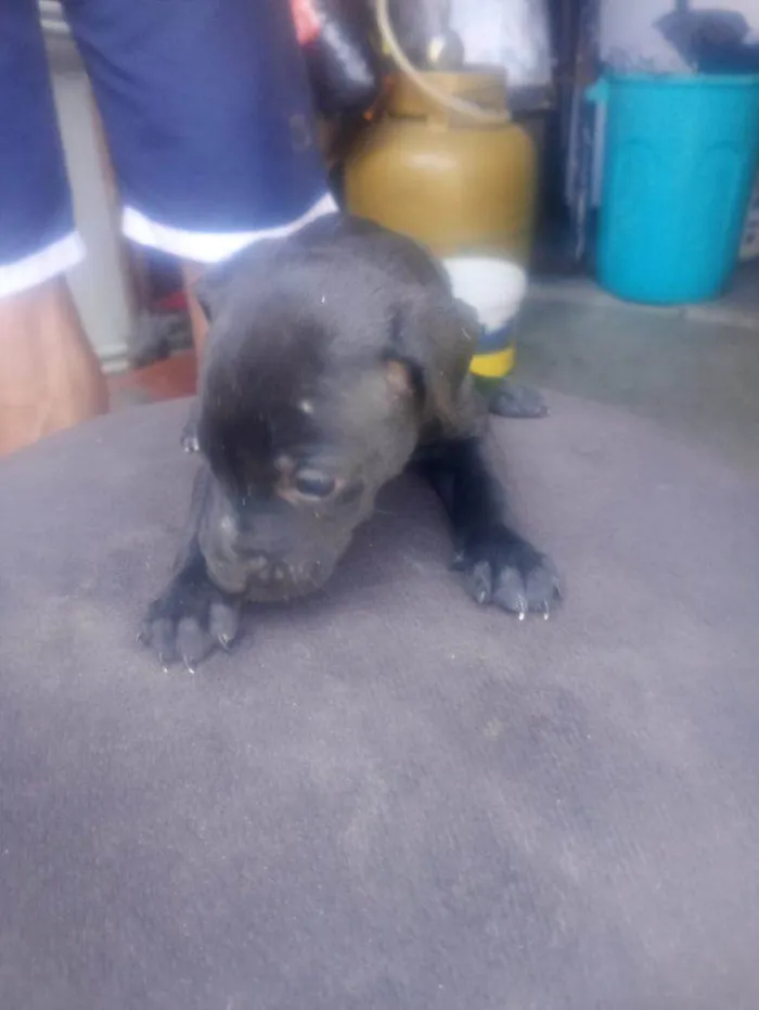 Cachorro ra a SRD-ViraLata idade Abaixo de 2 meses nome Falar com Gabriel - Whats 11 93429-1518