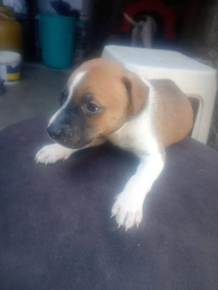 Cachorro ra a SRD-ViraLata idade Abaixo de 2 meses nome Falar com Gabriel - Whats 11 93429-1518