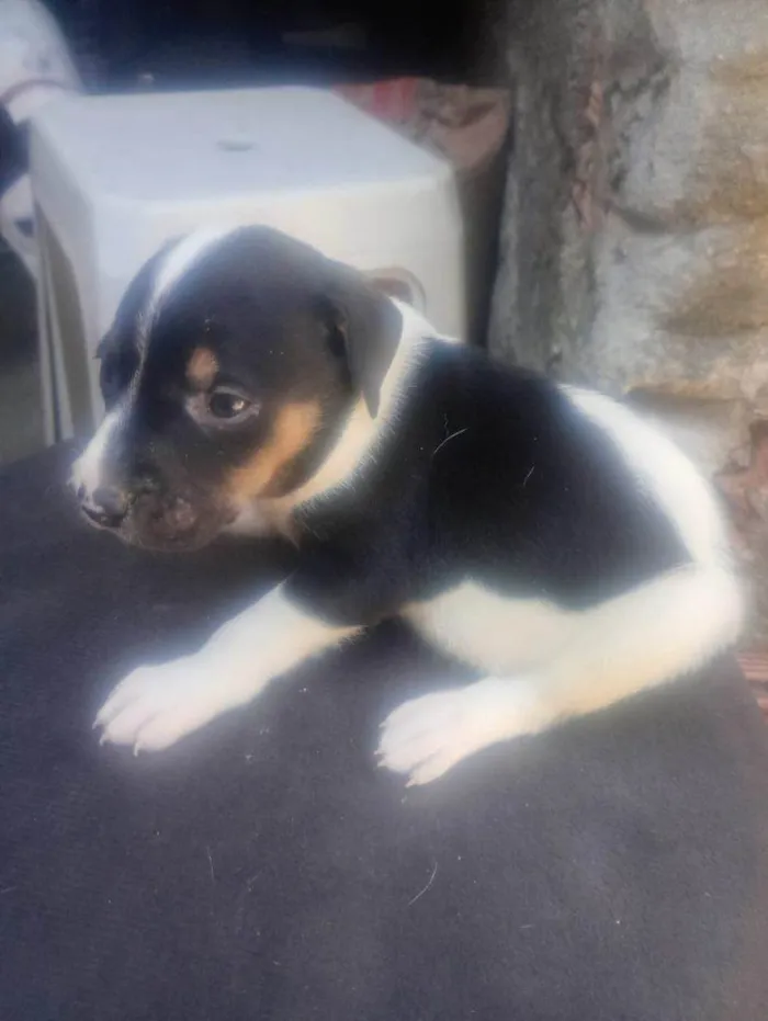 Cachorro ra a SRD-ViraLata idade Abaixo de 2 meses nome Falar com Gabriel - Whats 11 93429-1518