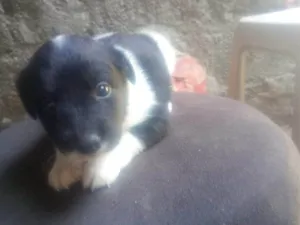 Cachorro raça SRD-ViraLata idade Abaixo de 2 meses nome Falar com Gabriel - Whats 11 93429-1518