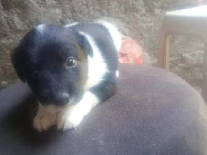 Cachorro ra a SRD-ViraLata idade Abaixo de 2 meses nome Falar com Gabriel - Whats 11 93429-1518