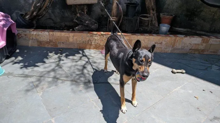 Cachorro ra a SRD-ViraLata idade 2 a 6 meses nome Falar com Selma - Whats 11 97570-6932
