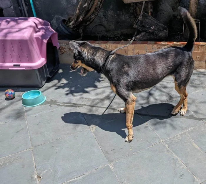Cachorro ra a SRD-ViraLata idade 2 a 6 meses nome Falar com Selma - Whats 11 97570-6932