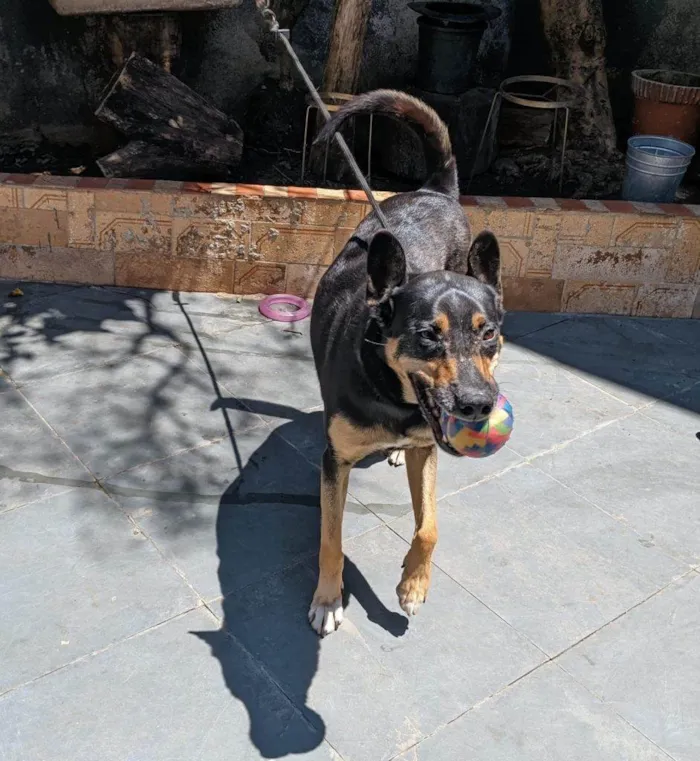 Cachorro ra a SRD-ViraLata idade 2 a 6 meses nome Falar com Selma - Whats 11 97570-6932