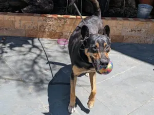 Cachorro raça SRD-ViraLata idade 2 a 6 meses nome Falar com Selma - Whats 11 97570-6932