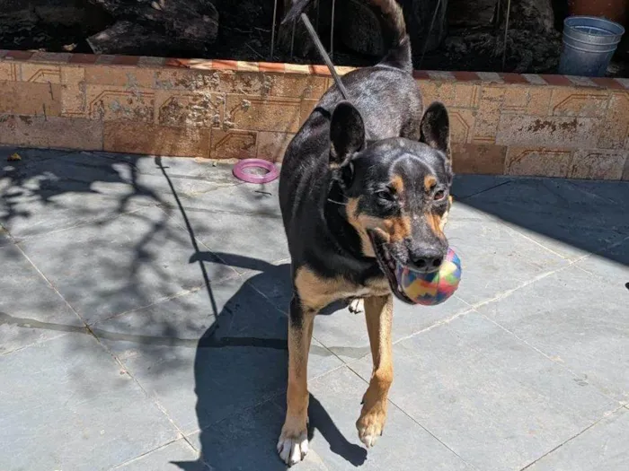 Cachorro ra a SRD-ViraLata idade 2 a 6 meses nome Falar com Selma - Whats 11 97570-6932