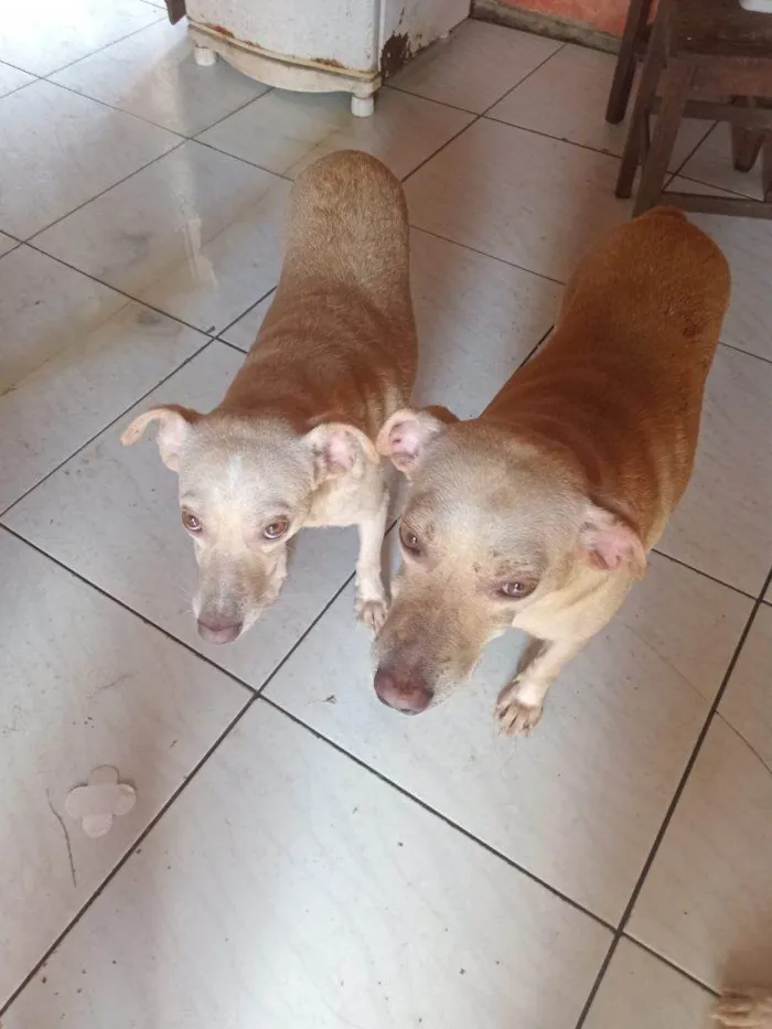 Cachorro ra a SRD-ViraLata idade 2 a 6 meses nome Falar com Evanice - Whats 91 8626-0614
