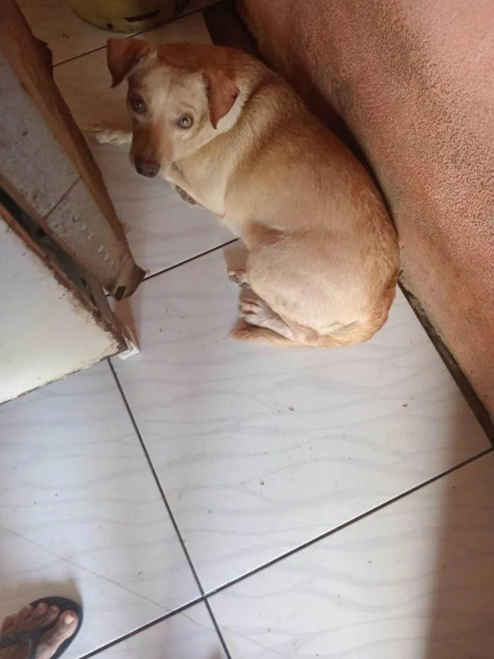 Cachorro ra a SRD-ViraLata idade 2 a 6 meses nome Falar com Evanice - Whats 91 8626-0614