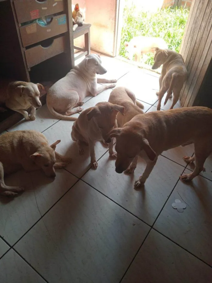 Cachorro ra a SRD-ViraLata idade 2 a 6 meses nome Falar com Evanice - Whats 91 8626-0614