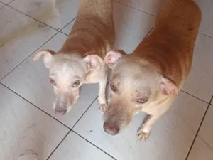 Cachorro raça SRD-ViraLata idade 2 a 6 meses nome Falar com Evanice - Whats 91 8626-0614