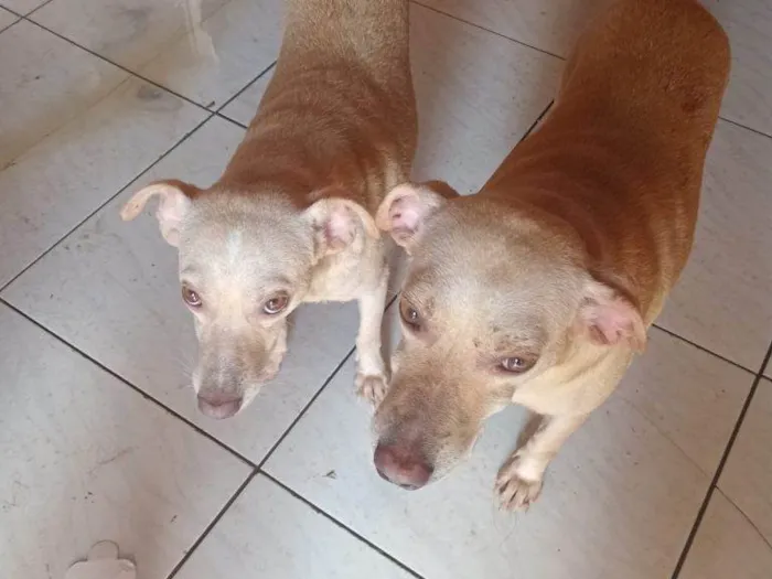 Cachorro ra a SRD-ViraLata idade 2 a 6 meses nome Falar com Evanice - Whats 91 8626-0614