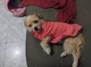 Cachorro raça SRD-ViraLata idade 2 a 6 meses nome Falar com Raila - Whats 11 94815-2832