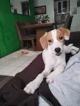 Falar com Verônica - Whats 11 98868-3617