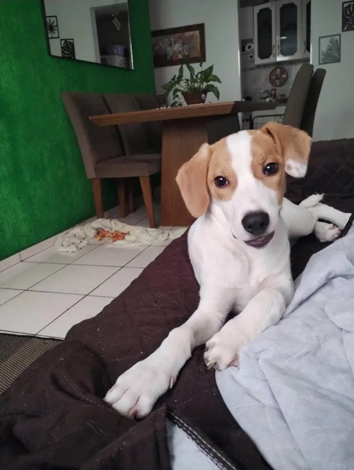 Cachorro ra a SRD-ViraLata idade 2 a 6 meses nome Falar com Verônica - Whats 11 98868-3617