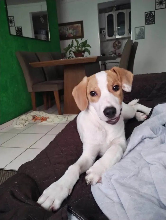 Cachorro ra a SRD-ViraLata idade 2 a 6 meses nome Falar com Verônica - Whats 11 98868-3617