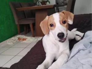 Cachorro raça SRD-ViraLata idade 2 a 6 meses nome Falar com Verônica - Whats 11 98868-3617
