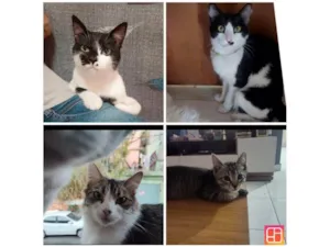 Gato raça SRD-ViraLata idade 2 a 6 meses nome Falar com Marcella - Whats 11 95895-4684