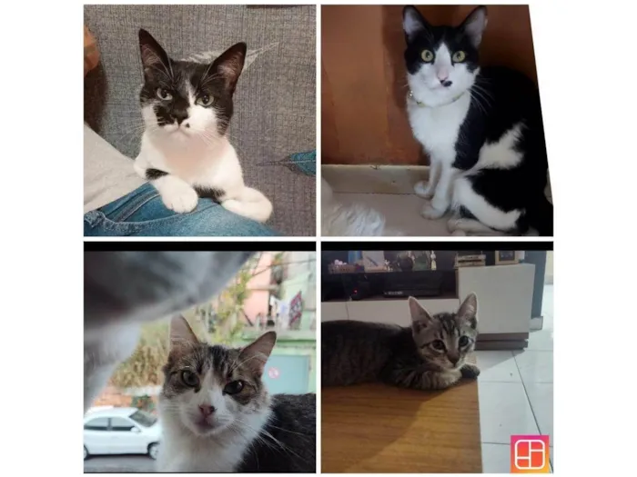 Gato ra a SRD-ViraLata idade 2 a 6 meses nome Falar com Marcella - Whats 11 95895-4684
