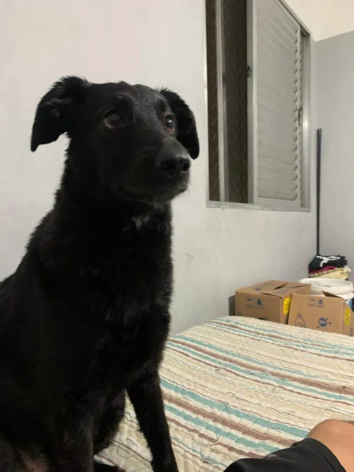 Cachorro ra a SRD-ViraLata idade 2 a 6 meses nome Falar com Gabriel - Whats 11 95637-7922
