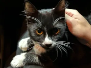 Gato raça SRD-ViraLata idade 2 a 6 meses nome Falar com Vinicius - Whats 11 95077-0771