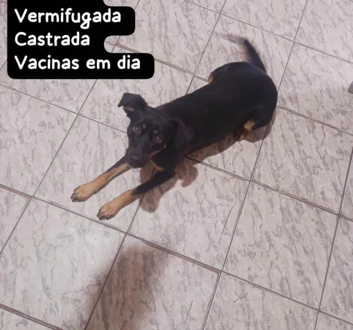 Cachorro ra a SRD-ViraLata idade 2 a 6 meses nome Falar com David - Whats 11 94604-4071