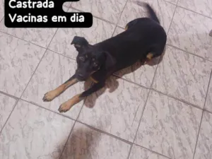 Cachorro raça SRD-ViraLata idade 2 a 6 meses nome Falar com David - Whats 11 94604-4071