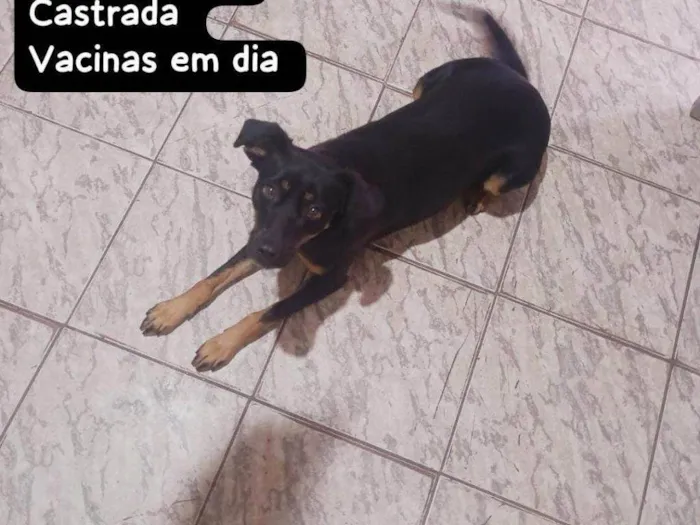 Cachorro ra a SRD-ViraLata idade 2 a 6 meses nome Falar com David - Whats 11 94604-4071