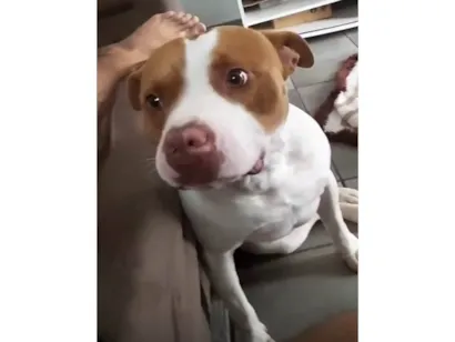 Cachorro raça Pit-Bull idade 6 ou mais anos nome Thor 