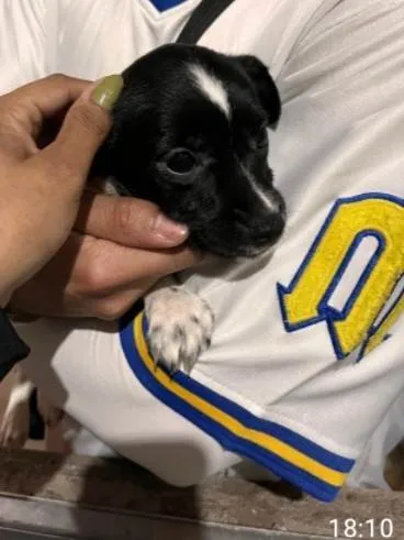 Cachorro ra a SRD-ViraLata idade 2 a 6 meses nome Bebes