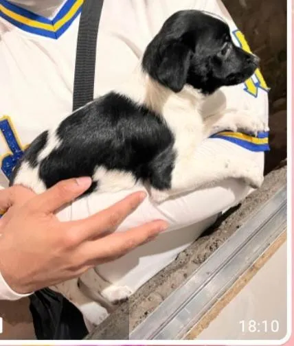 Cachorro ra a SRD-ViraLata idade 2 a 6 meses nome Bebes