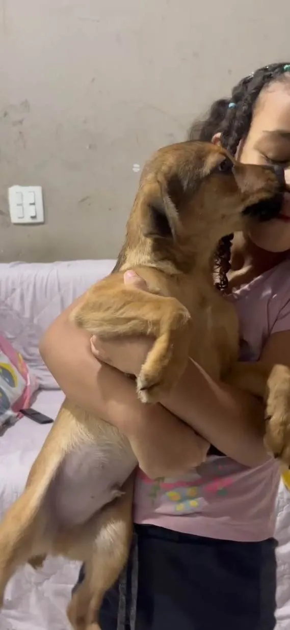 Cachorro ra a SRD-ViraLata idade 2 a 6 meses nome Bebes