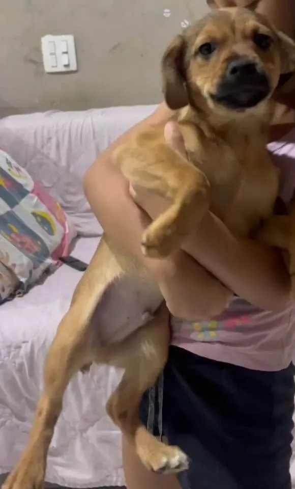 Cachorro ra a SRD-ViraLata idade 2 a 6 meses nome Bebes
