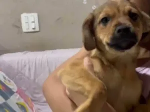 Cachorro raça SRD-ViraLata idade 2 a 6 meses nome Bebes