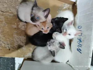 Gato raça SRD-ViraLata idade 2 a 6 meses nome Bebes